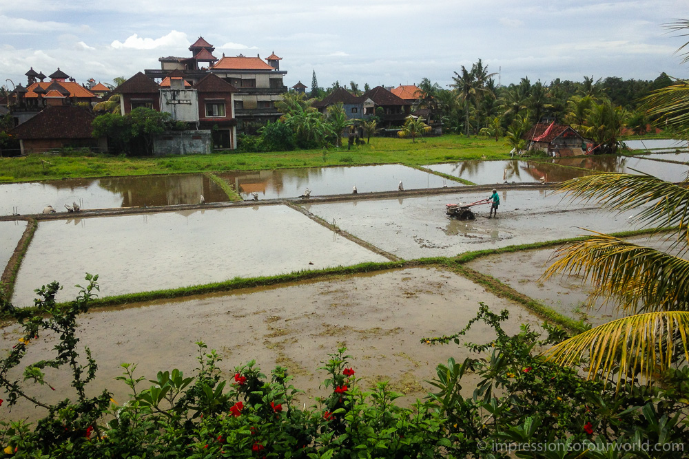 Ubud rice paddies