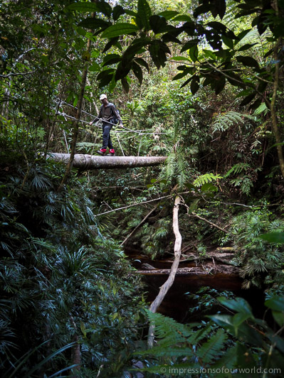 Jungle bridge