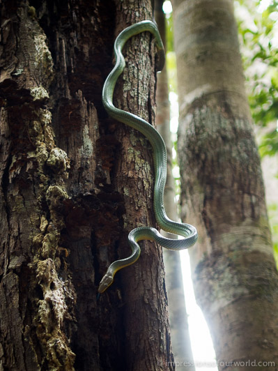 Viper snake